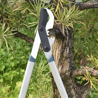 Beste verktøy for beskjæring av grener er bypass-skjære