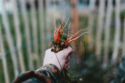 Mestre kunsten å luke: En guide til å bruke et lukeverktøy i hagen din